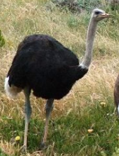 tz ostrich
