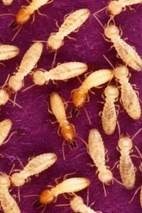 tz termites